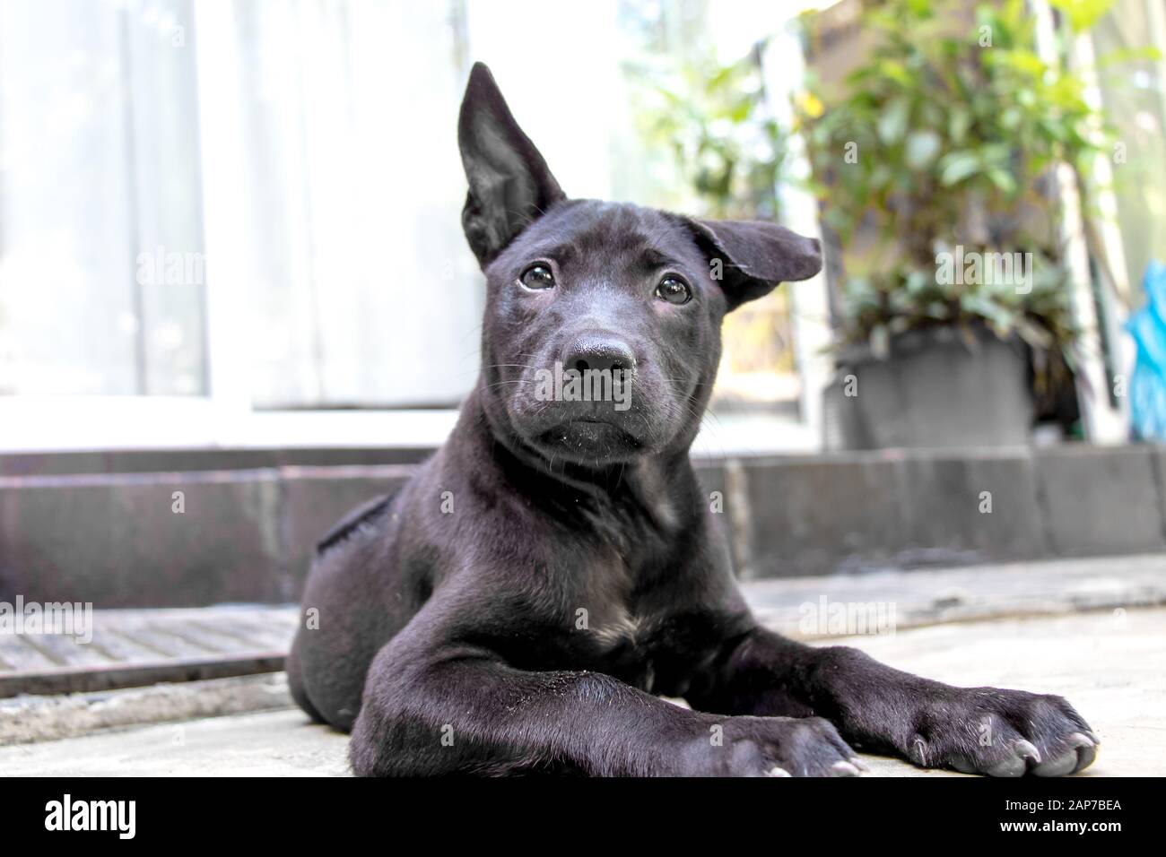 Eine schwarze Thai Ridgeback Welpen Stockfoto