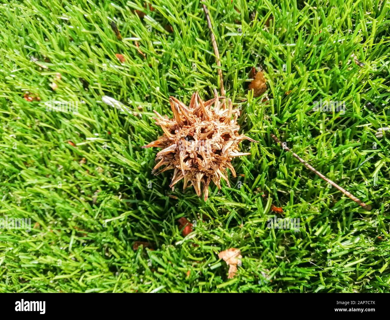 Trockenes Herbstblatt auf Naturrasen und braunen Nüssen Stockfoto