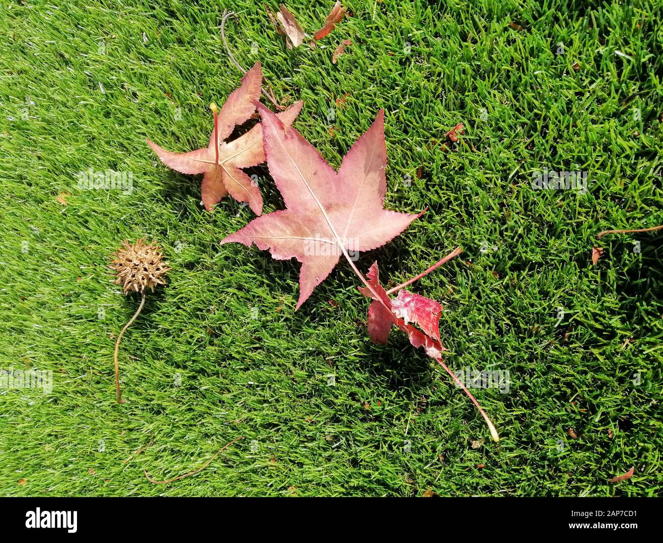 Trockenes Herbstblatt auf Naturrasen und braunen Nüssen Stockfoto