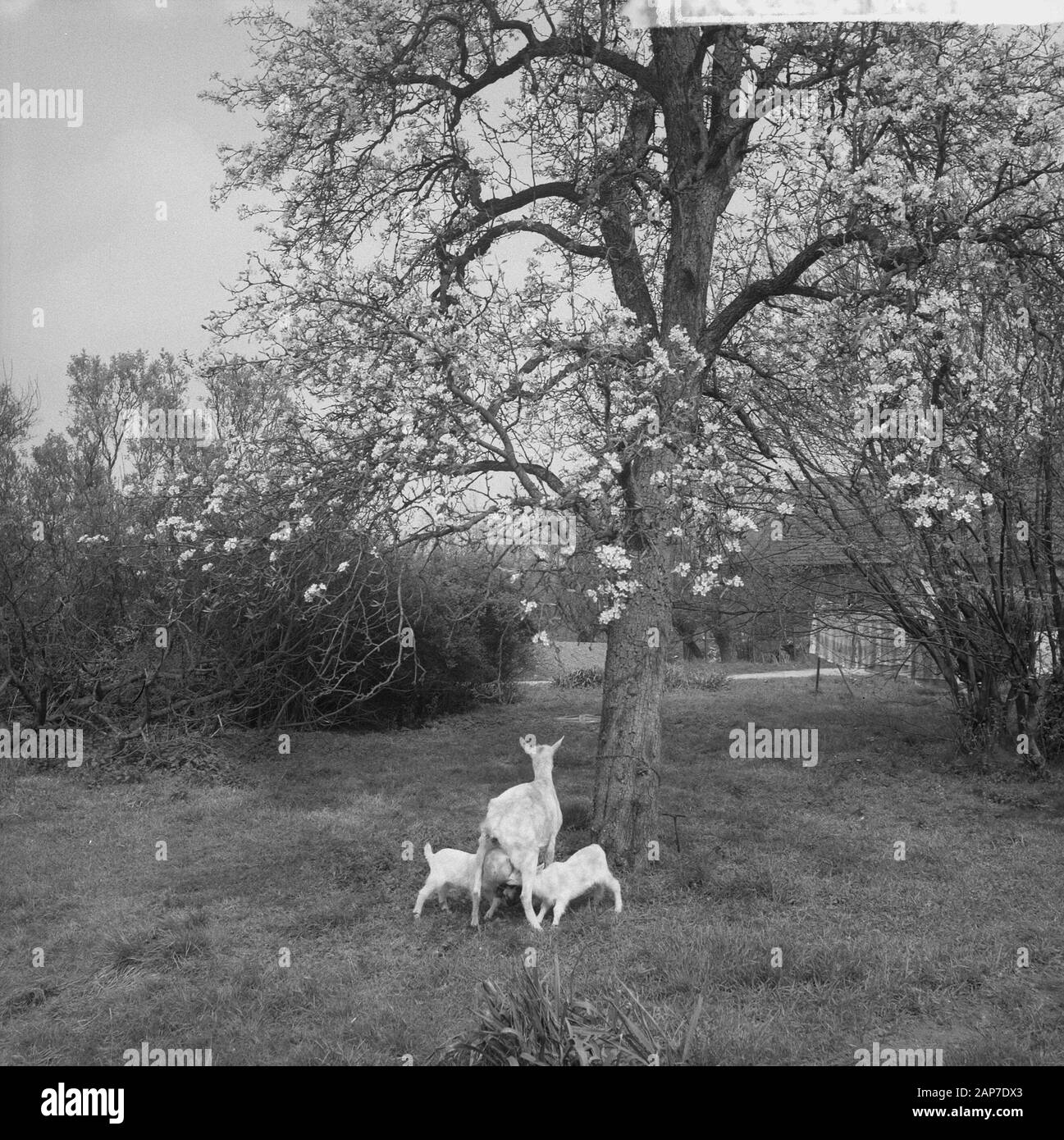 Blüte Blüten in der Betuwe Datum: 11 April 1961 Standort: Betuwe-Strecke Stockfoto