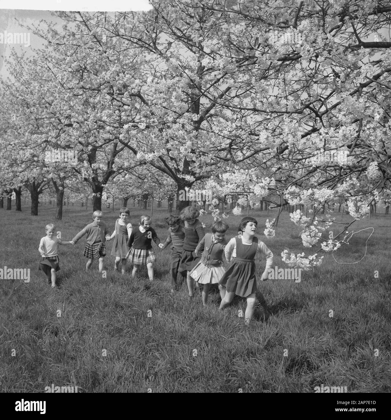 Blüte Blüten in der Betuwe Datum: 11 April 1961 Standort: Betuwe-Strecke Stockfoto