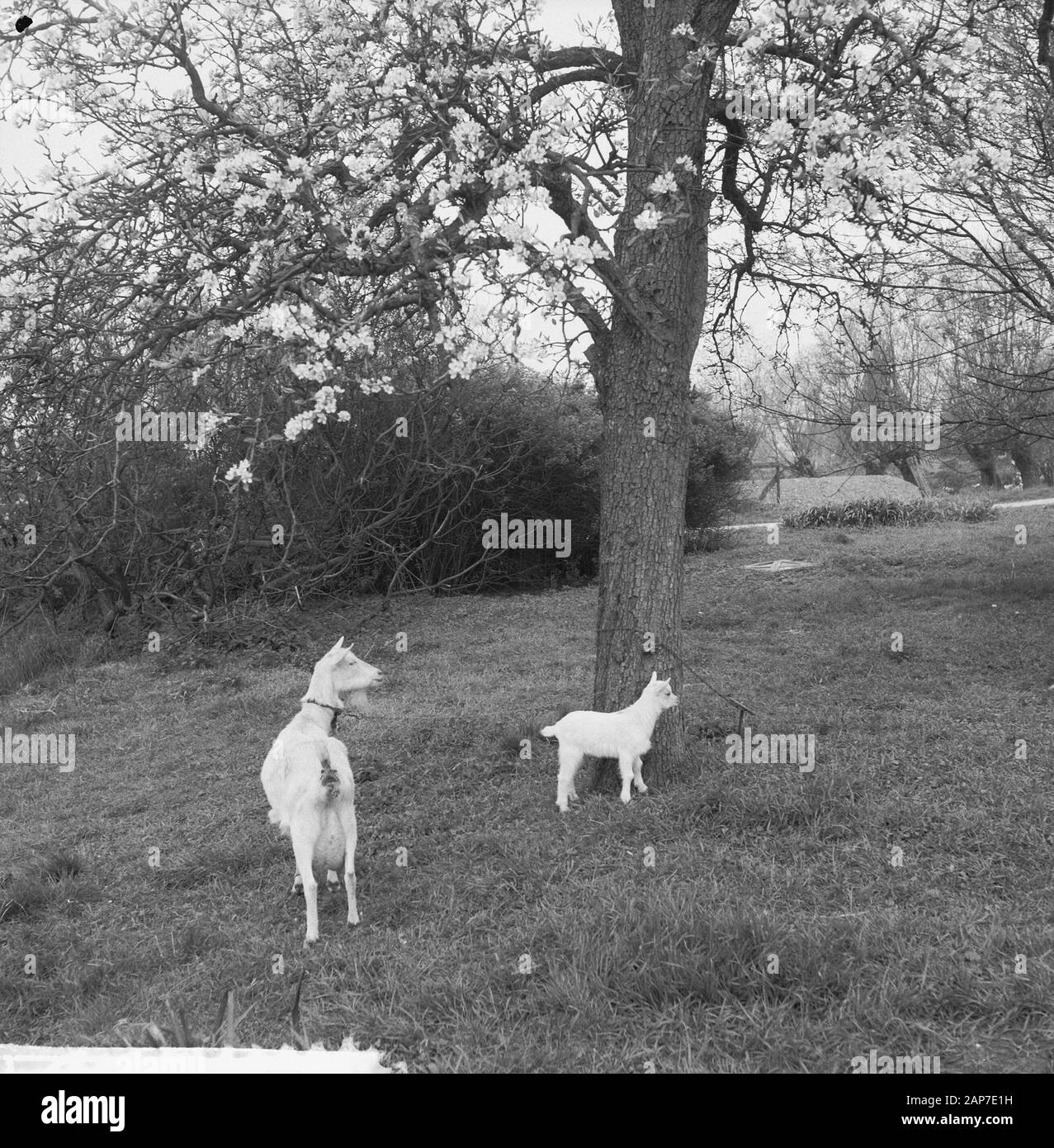 Blüte Blüten in der Betuwe Datum: 11 April 1961 Standort: Betuwe-Strecke Stockfoto