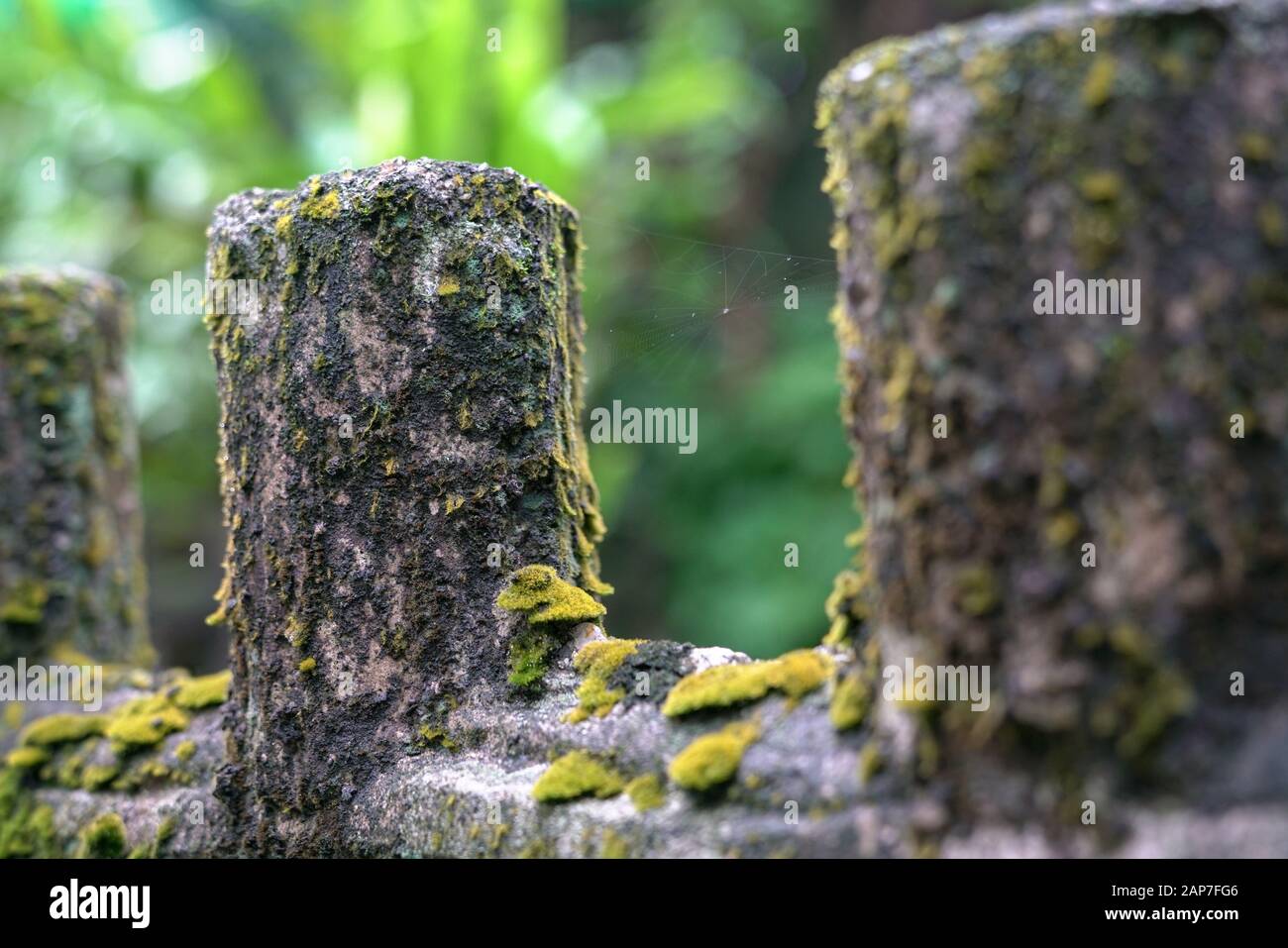 Grünes Moos auf Holzzaun. Hintergrund der Natur. Stockfoto