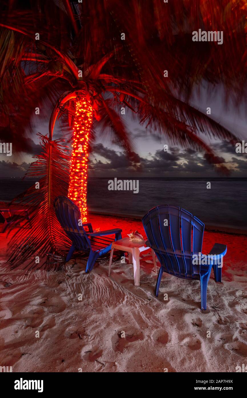 Leuchtet auf der Palme Stockfoto