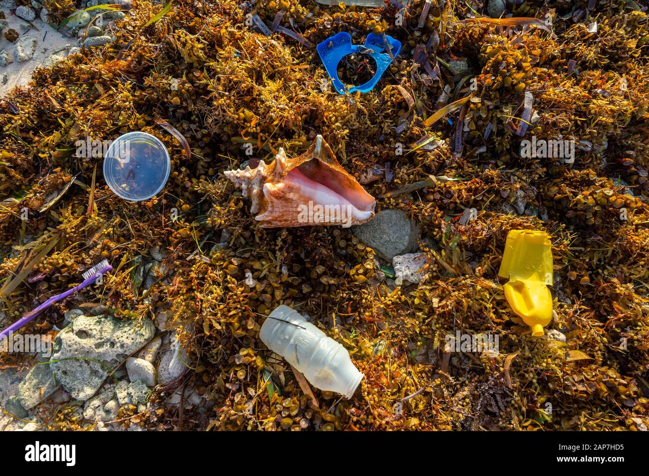 Müll und Müll wurden an Land gespült, im Gegensatz zur schönen Conch-Schale Stockfoto