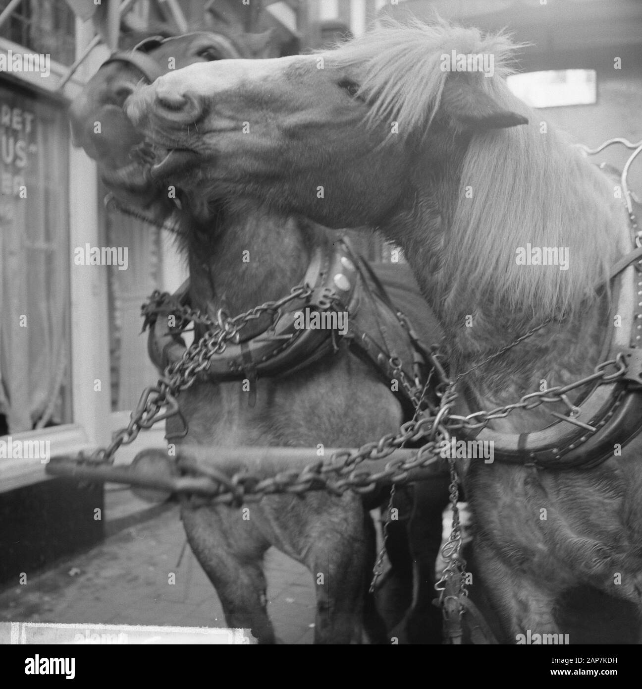 Brauerei Pferd mit Schnurrbart in Amsterdam Datum: Februar 22, 1963 Ort: Amsterdam, Noord-Holland Schlüsselwörter: pferde Stockfoto Brauerei Pferd mit Schnurrbart in Amsterdam Datum: Februar 22, 1963 Ort: Amsterdam, Noord-Holland Schlüsselwörter: pferde Stockfoto