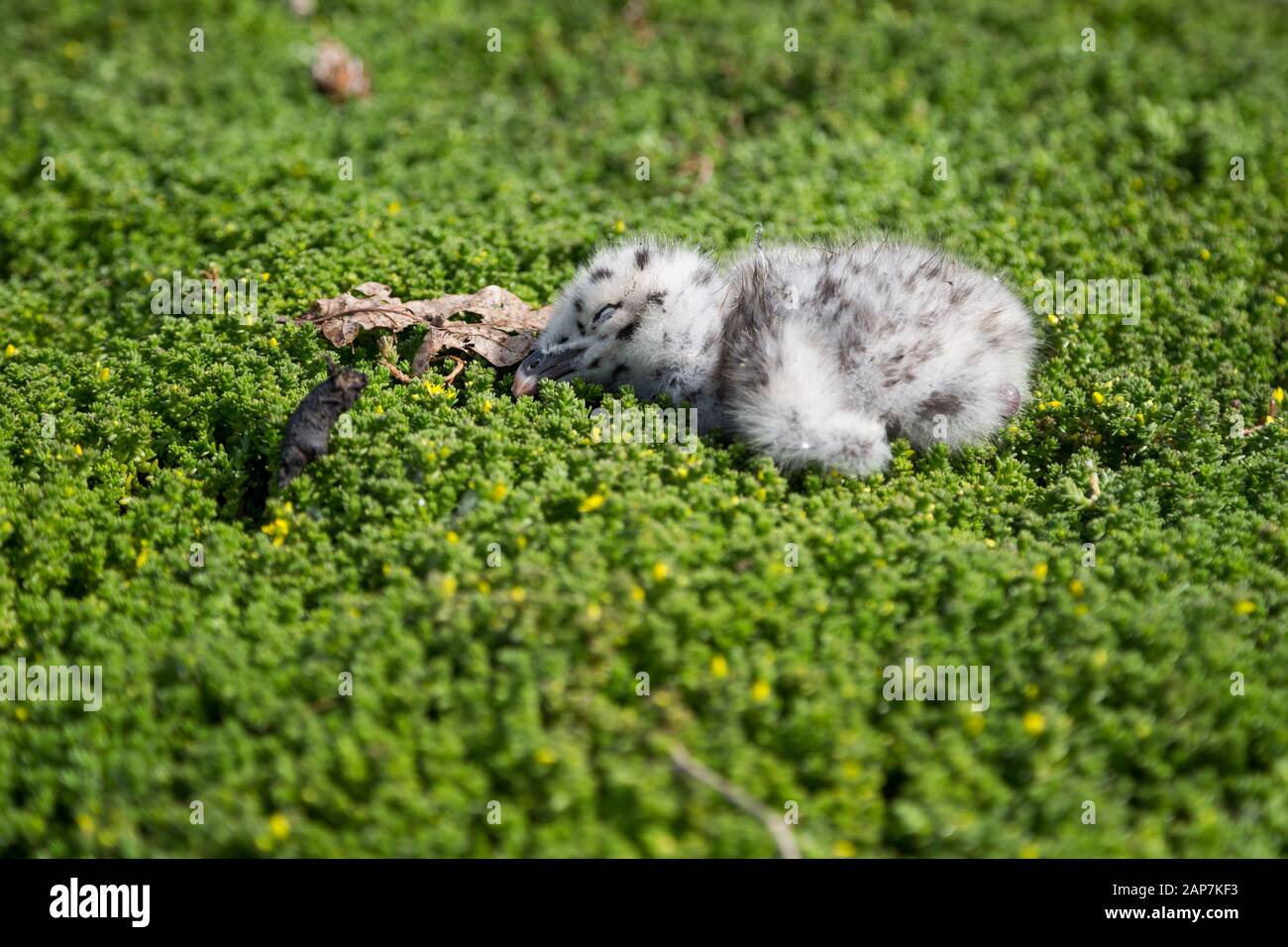 Ein Babyvogel schläft in einem Nest aus grünem Moos. Stockfoto