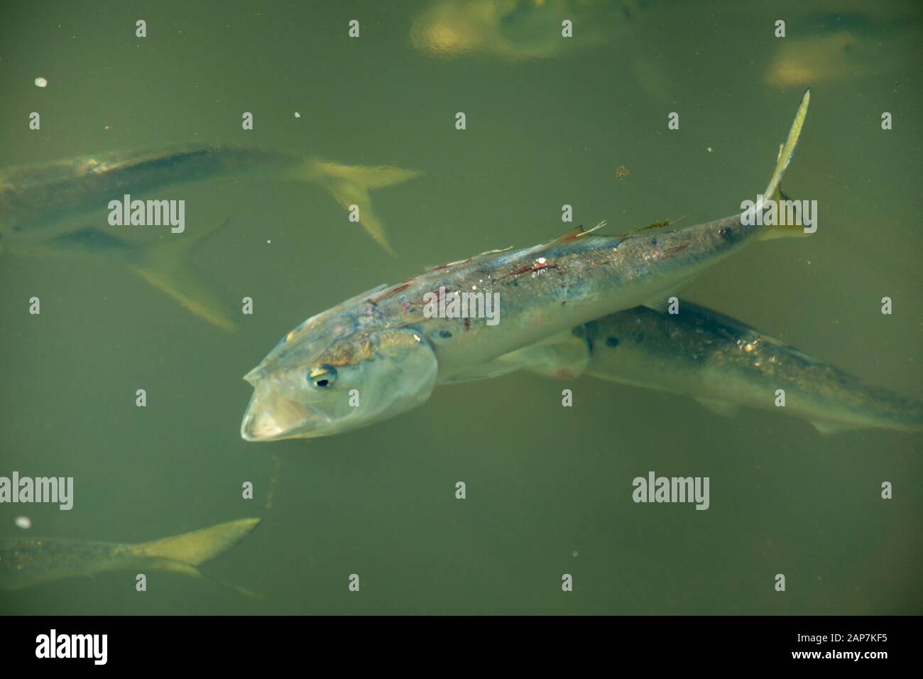 Kranke Menhaden baden mit Parasiten. Stockfoto