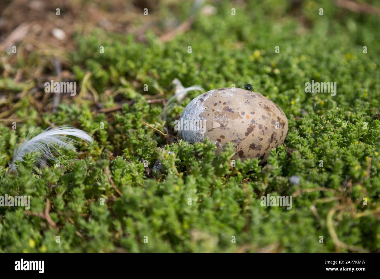 In seinem moosigen Nest sitzt ein Babyvogelei. Stockfoto