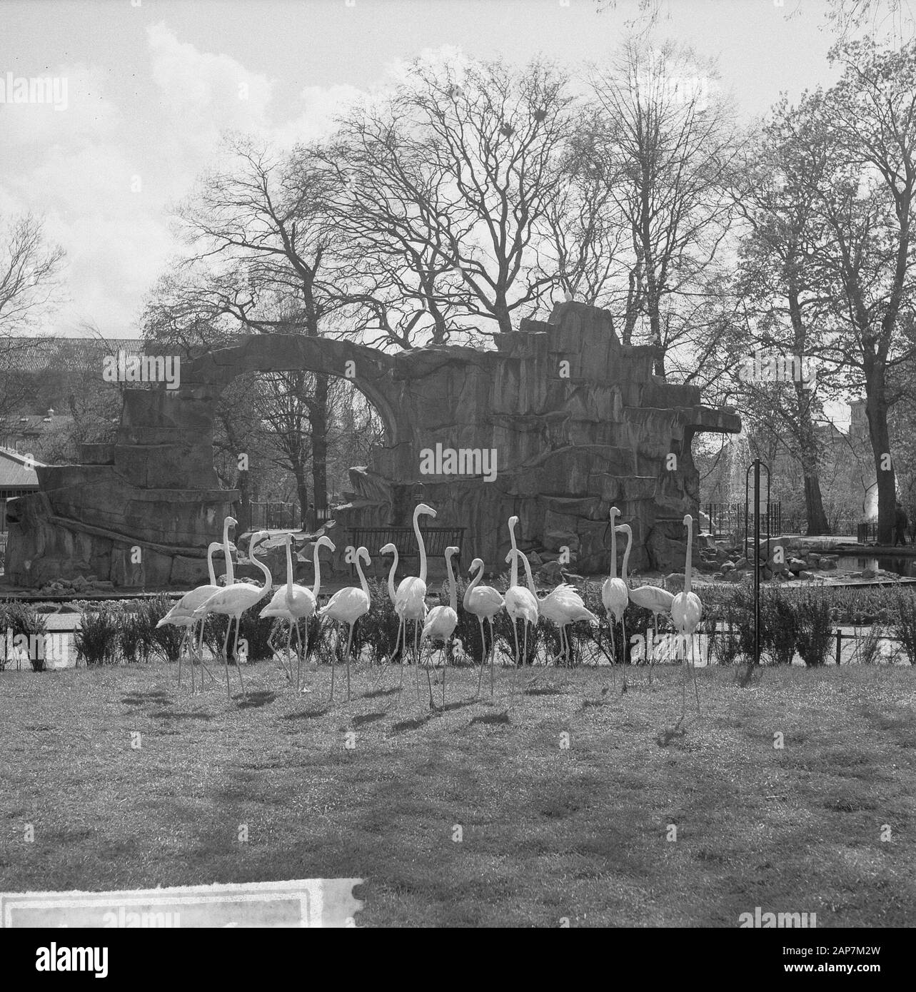 125 Jahre Artis Zoo. Flamingos Datum: 2 Mai 1963 Ort: Amsterdam, Noord-Holland Keywords: Zoos Persönlicher Name: Flamingos Name der Klinik: Artis Stockfoto