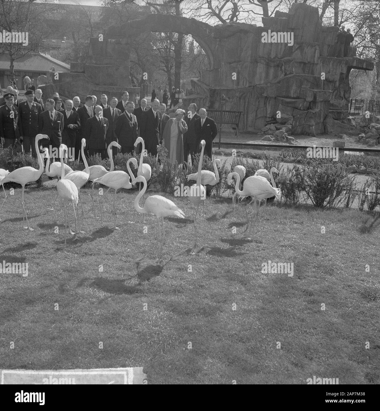 125 Jahre Artis Zoo. Flamingos Datum: 2 Mai 1963 Ort: Amsterdam, Noord-Holland Keywords:, queens Zoos Persönlicher Name: Flamingos Name der Klinik: Artis Stockfoto