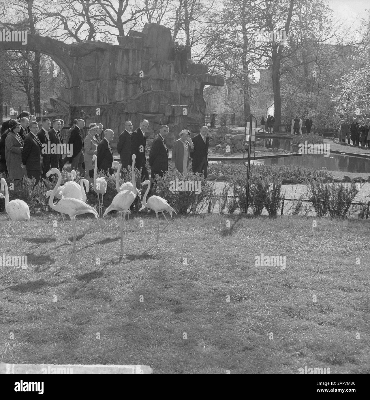 125 Jahre Artis Zoo. Flamingos Datum: 2 Mai 1963 Ort: Amsterdam, Noord-Holland Keywords: QUEEINS, Zoos Persönlicher Name: Flamingos Name der Klinik: Artis Stockfoto