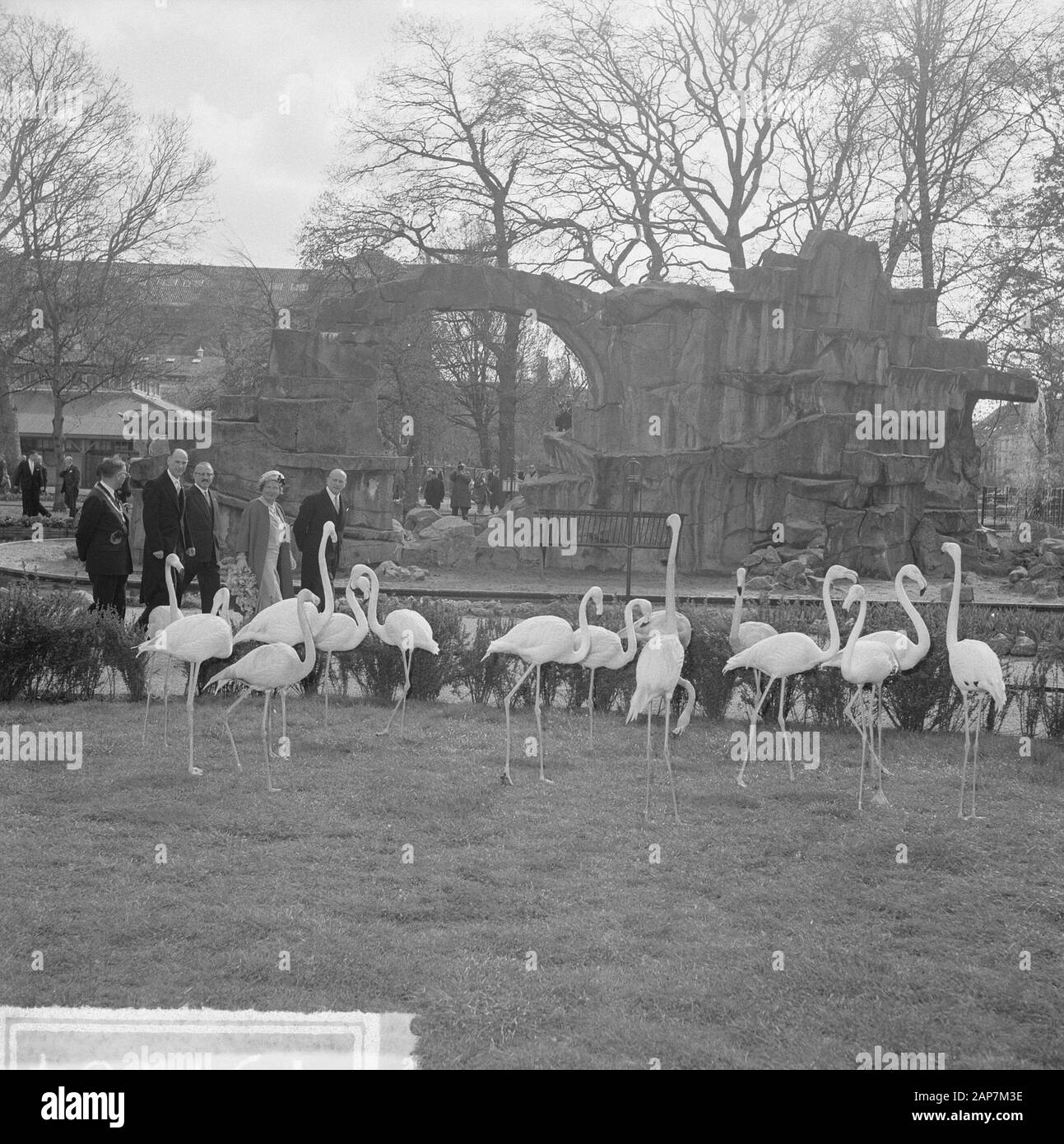 125 Jahre Artis Zoo. Flamingos Datum: 2 Mai 1963 Ort: Amsterdam, Noord-Holland Keywords:, queens Zoos Persönlicher Name: Flamingos Name der Klinik: Artis Stockfoto