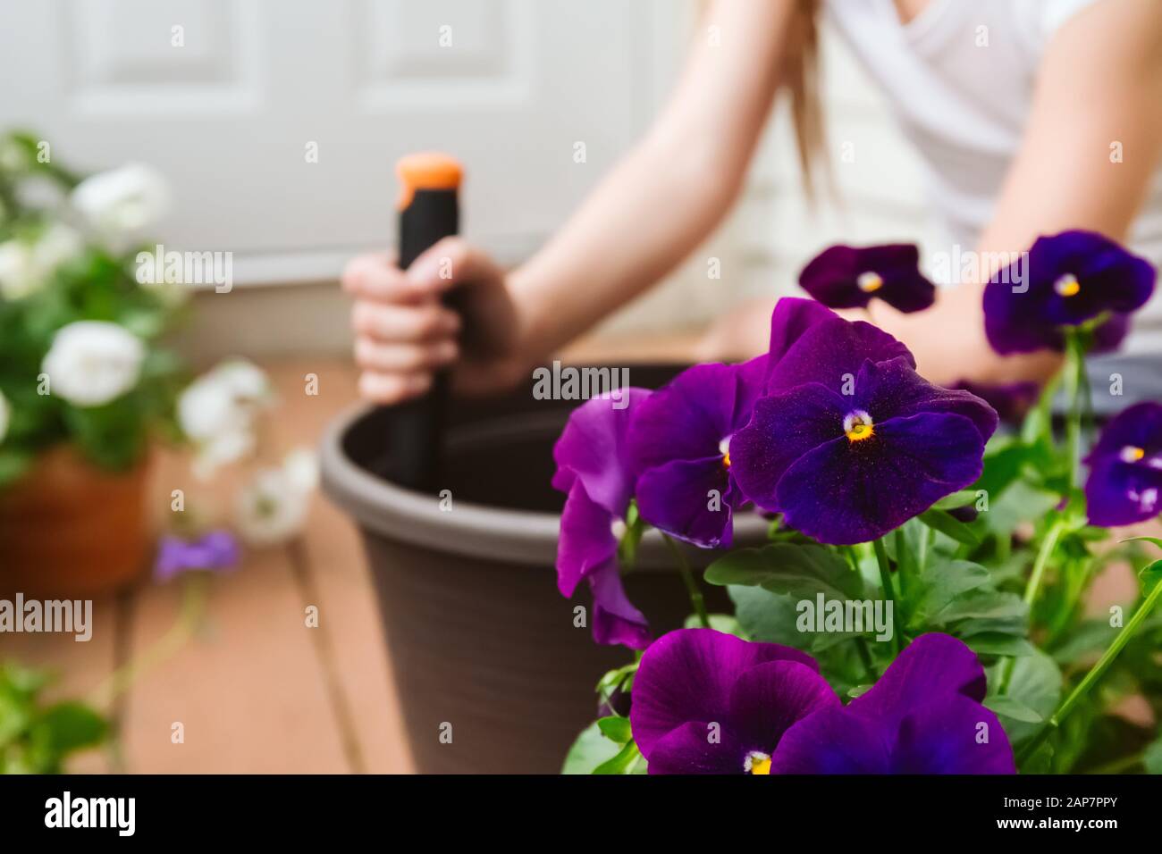 Mädchen wiederbepflanzung Lila Viola im Freien auf der Wohnung Balkon. Familie Gartenarbeit, grün Konzept Stockfoto