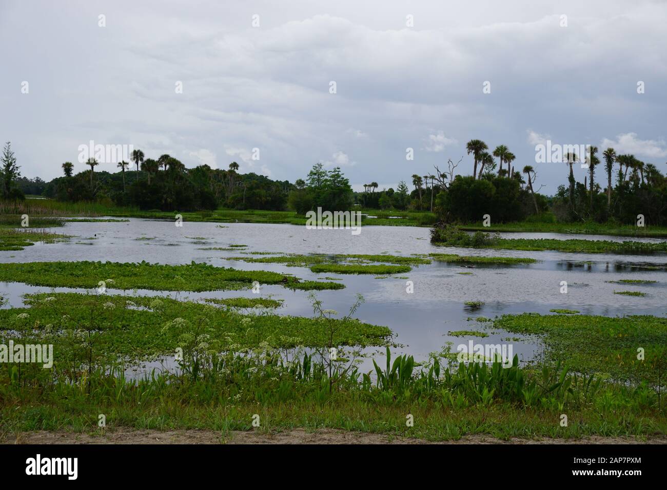 Florida Wetlands Stockfoto