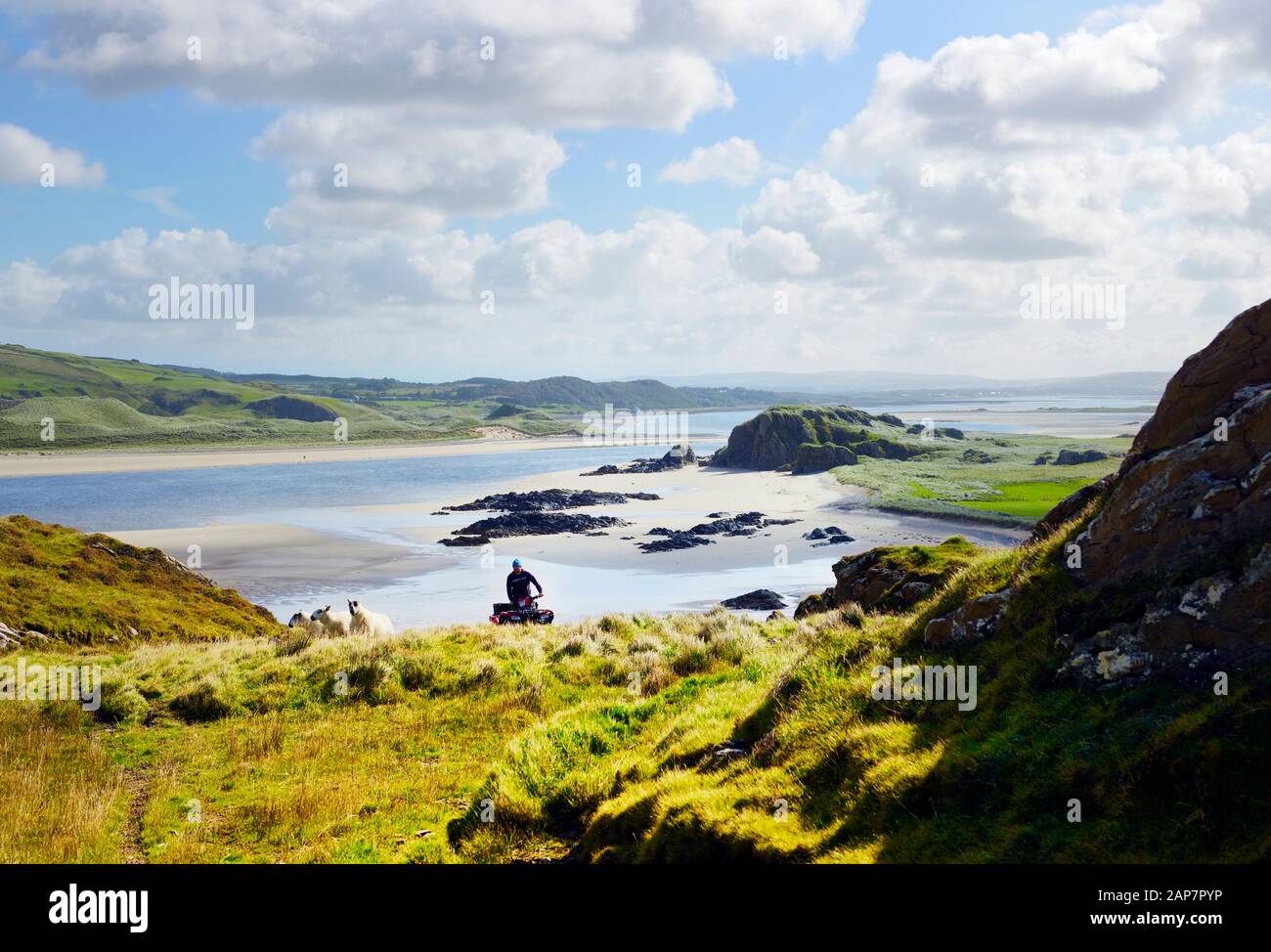 Halbinsel Inishowen, Donegal, Irland. Auf der Insel Doagh, die S.E. über die Tidal Trawbreaga Bay blickt. Bauer auf Quad-Rad, der Hügelschafe bewirtschaftet. Sommer Stockfoto