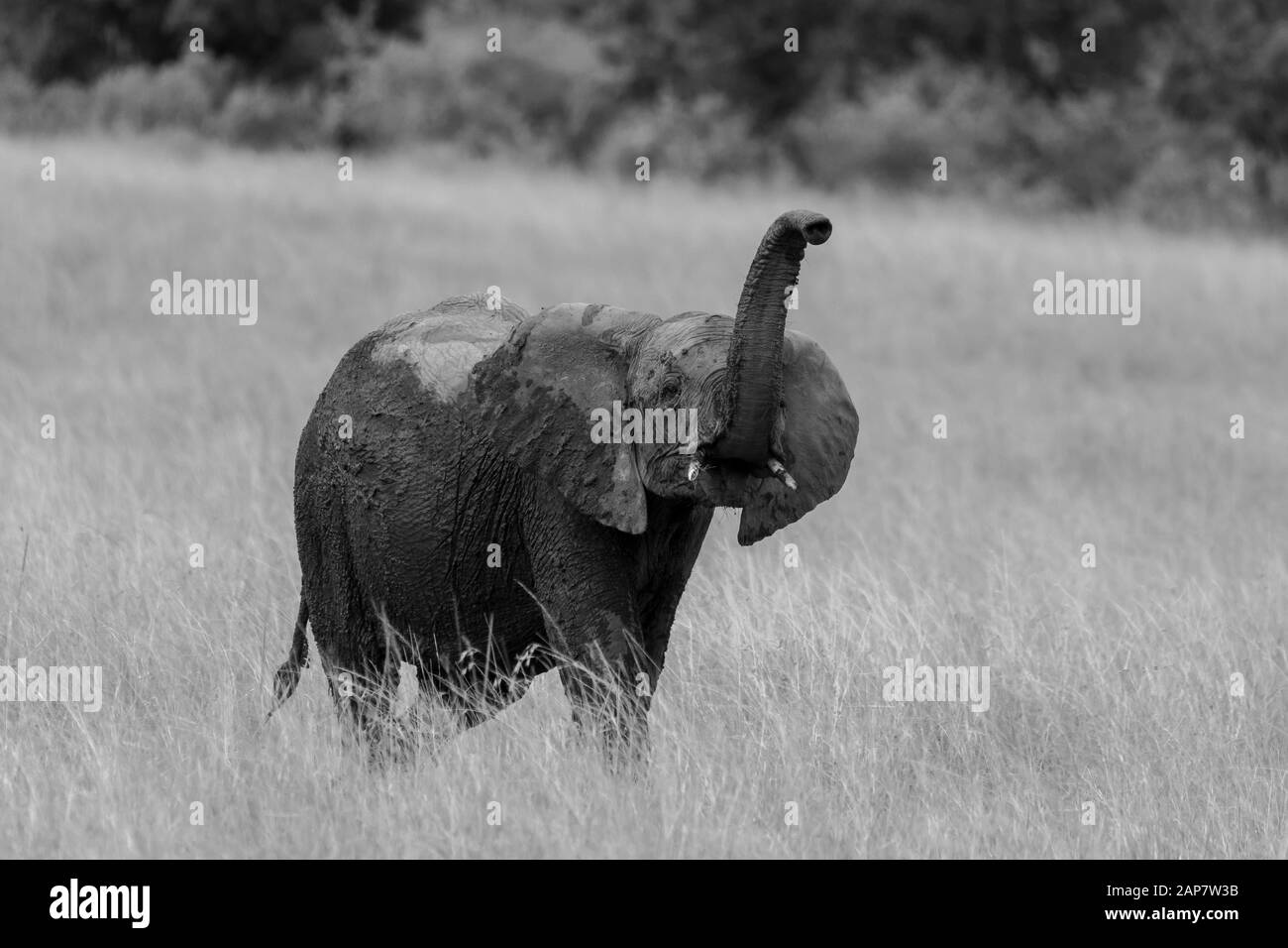 Eine Herde afrikanischer Elefanten, die während einer Wildtier-Safari in den Ebenen Afrikas im Masai Mara National Reserve grasen Stockfoto
