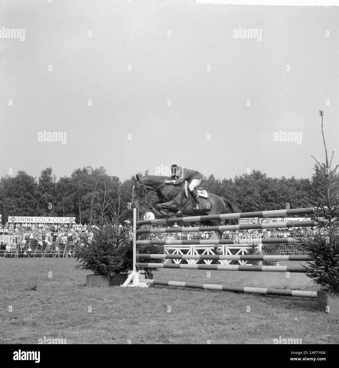 CHIO in Rotterdam, Riders in Aktion Datum: 4. september 1964 Standort: Rotterdam, Zuid-Holland Schlüsselwörter: RIENDERS Institutionenname: CHIO Stockfoto
