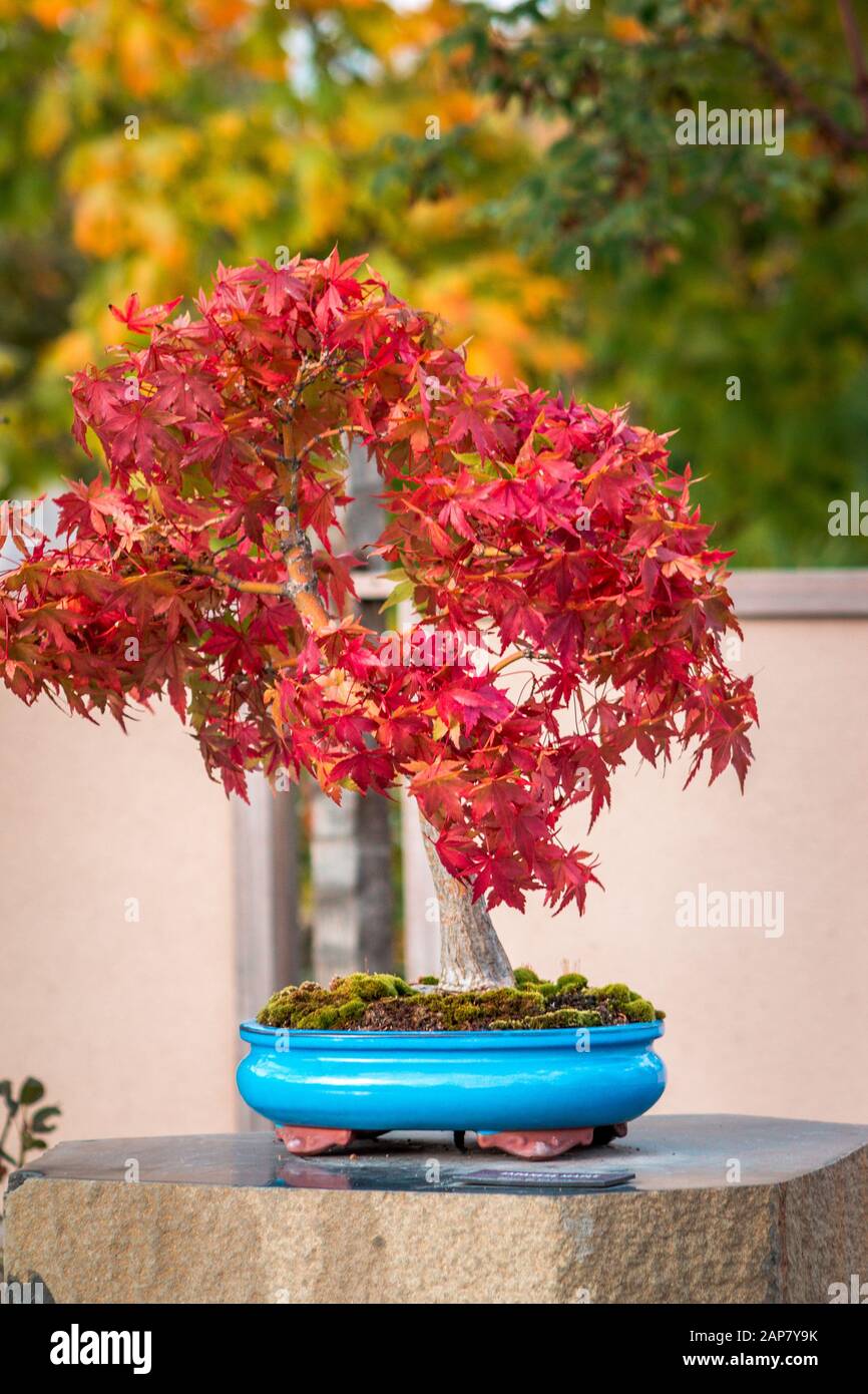 Roter japanischer Ahorn-Bonsai-Baum ndert die Farben im Garten  Stockfotografie - Alamy