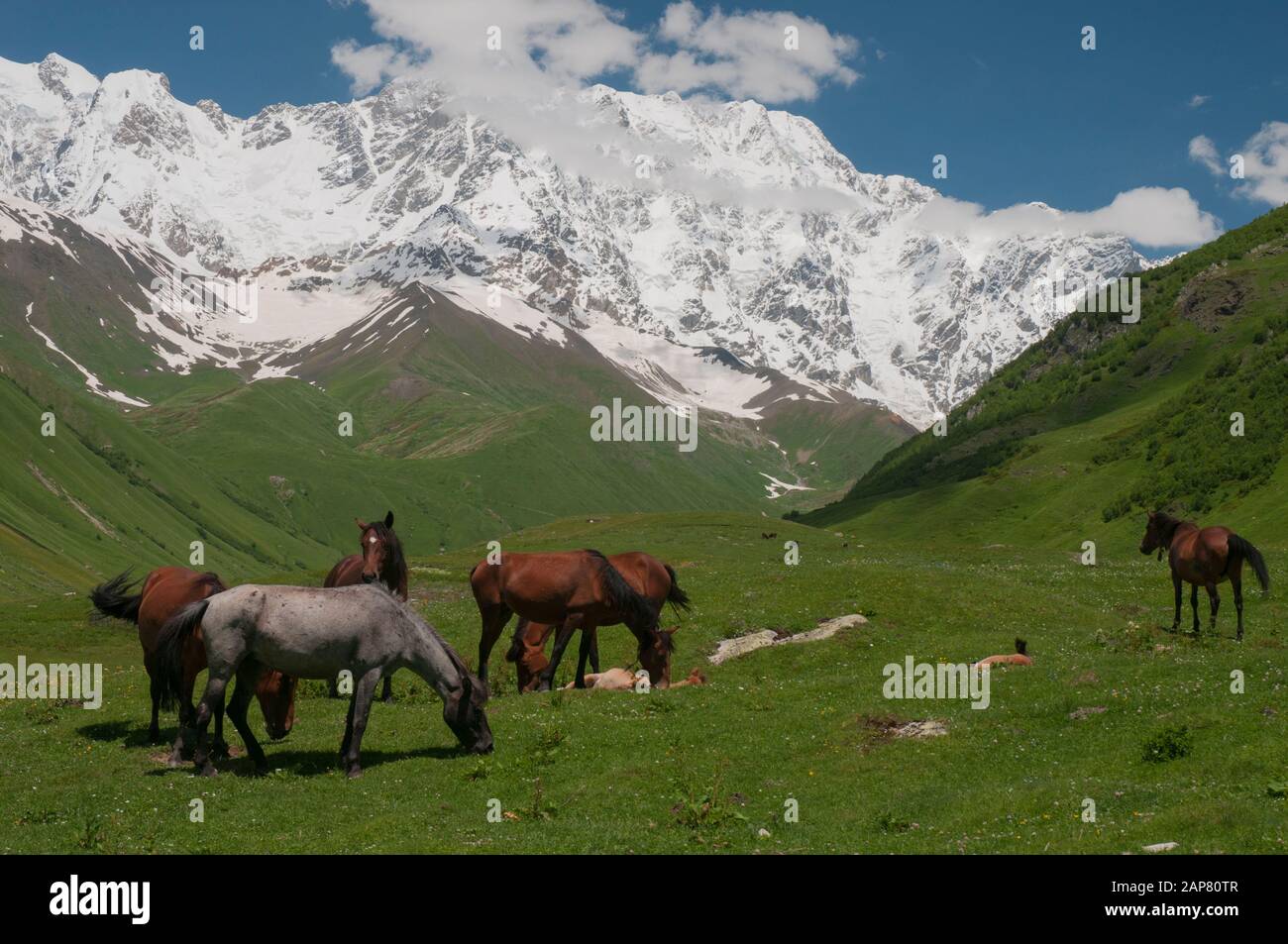 Pferde grasen über Ushguli, Europas höchstgelegenem dauerhaft bewohnten Dorf, in der Region Svaneti der kaukasischen republik Georgien Stockfoto