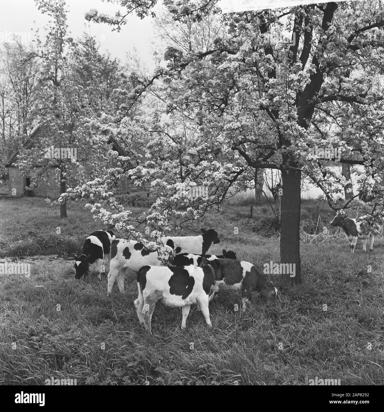 De Betuwe in der Blüte, die Obstgärten in der Blüte Datum: 6. Mai 1965 Ort: Betuwe Stichwörter: ORROOGARDS, Blüte Stockfoto