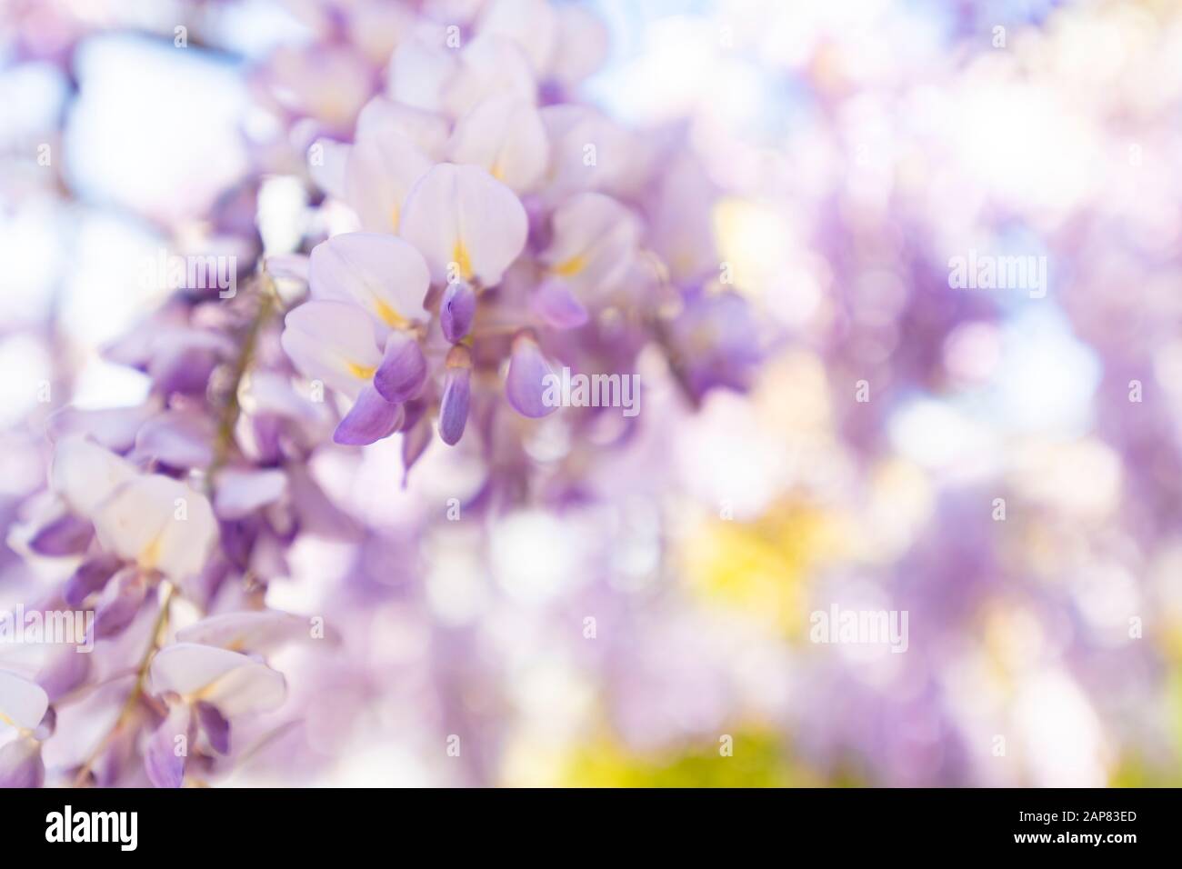 Wisteria sind Pflanzen, die zehn Arten von Kletterreben umfassen; sie sind in Ostaustralien und ostasiatischen Ländern wie china, Korea und Japan heimisch. Stockfoto