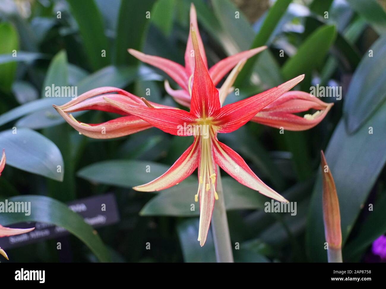 Schöne hellrote Farbe der Amaryllis La Paz Blumenzwiebeln Stockfoto