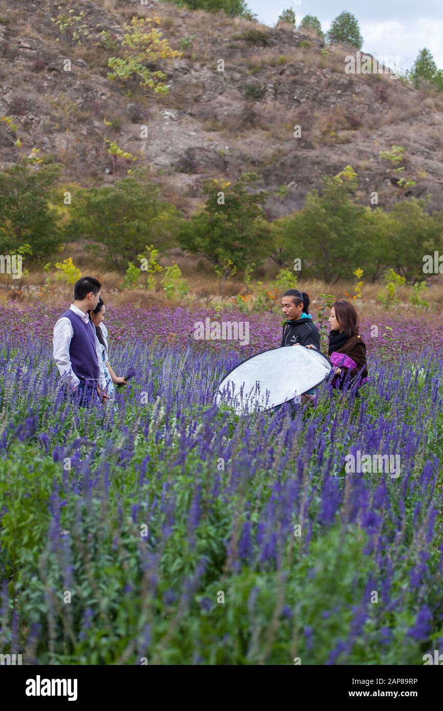 Ein chinesisches Paar hat sein Bild vor der Hochzeit in einer wunderschönen Lavendelfelderlandschaft aufgenommen. Stockfoto