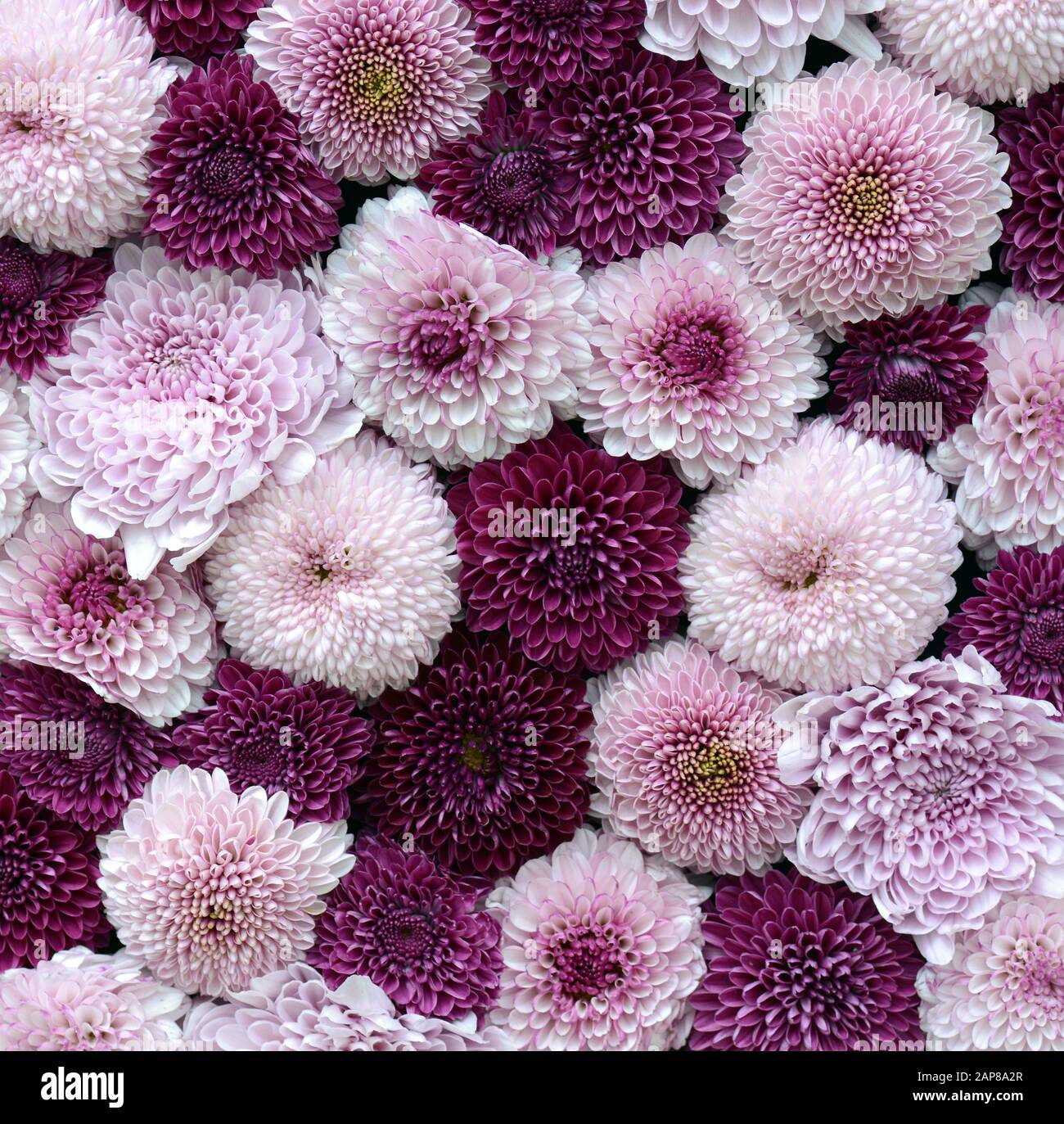 Hübsches Blumenmuster mit pinkfarbenen und violetten Chrysanthemum-Blumen für einen quadratischen Hintergrund Stockfoto