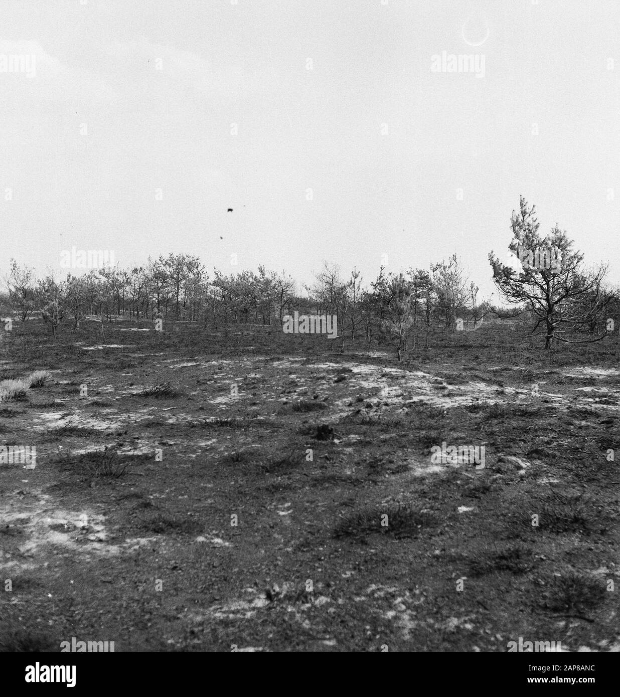 Waldbrand und Sturmschäden, Naturdatum: Undatierte Stichwörter: Waldbrand und Sturmschäden, Natur Stockfoto