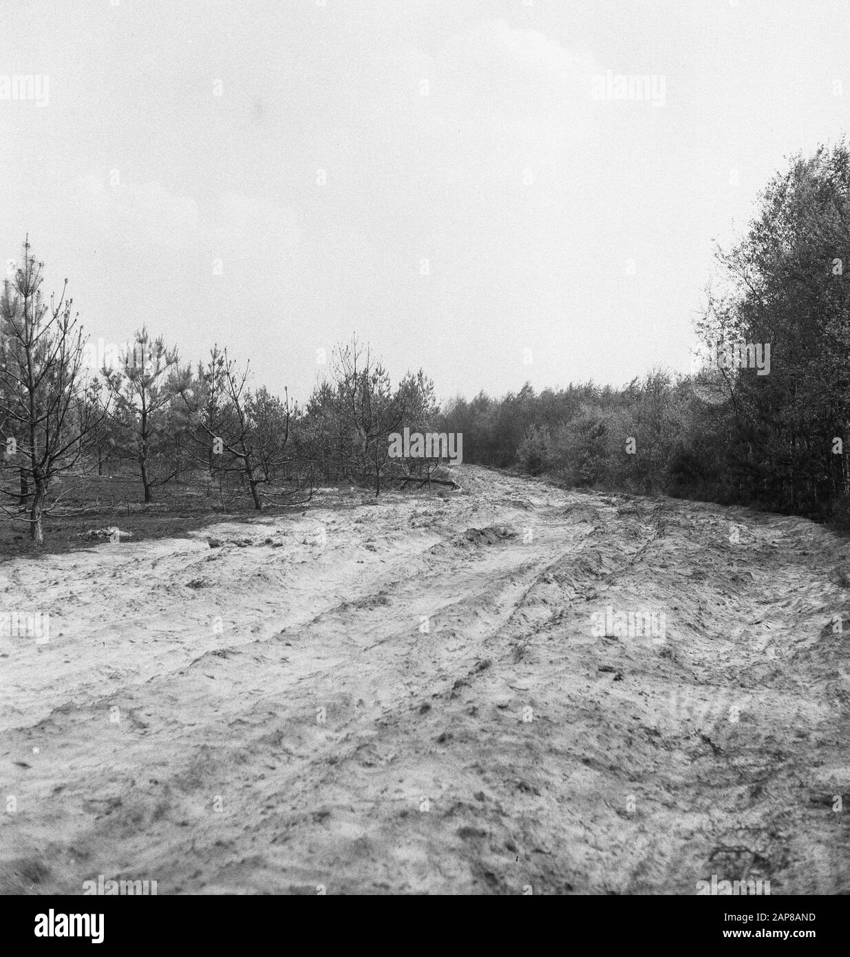 Waldbrand und Sturmschäden, Sandwege Datum: Undatierte Stichwörter: Waldbrand und Sturmschäden, Sandwege Stockfoto
