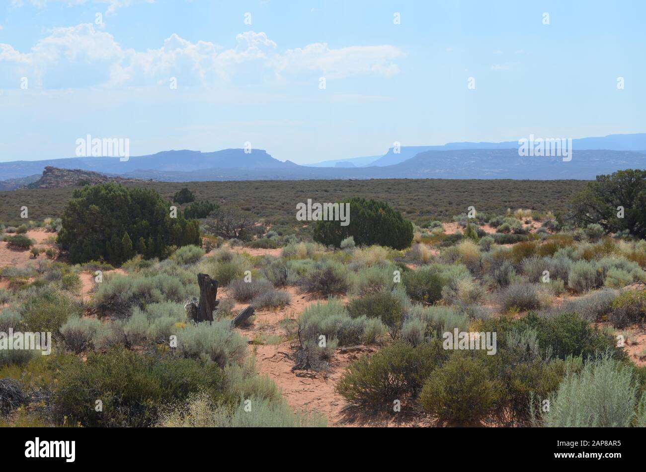 Frühsommer in Utah: Blick Auf den Salt Wash Canyon und Dry Mesa Vom Panorama Point im Arches National Park Stockfoto