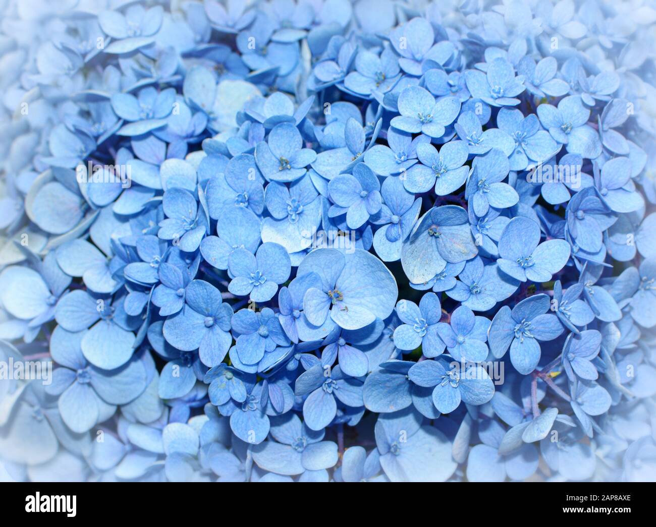 Geblümter Hintergrund von leuchtend blauen Hydrangea-Blumen, auch bekannt als Hortensien Stockfoto