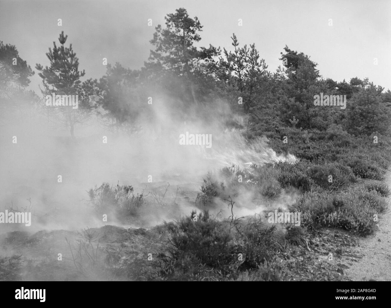 Waldbrand und Sturmschäden Datum: Undatierte Stichwörter: Waldbrand und Sturmschäden Stockfoto