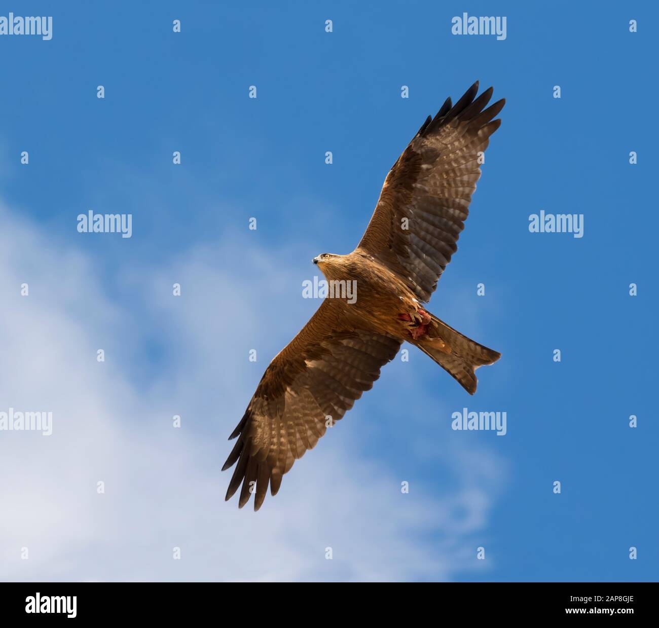 Der schwarze Drachen (Milvus migrans), der mit Beute in seinen Talonen, Israel, am blauen Himmel fliegt Stockfoto