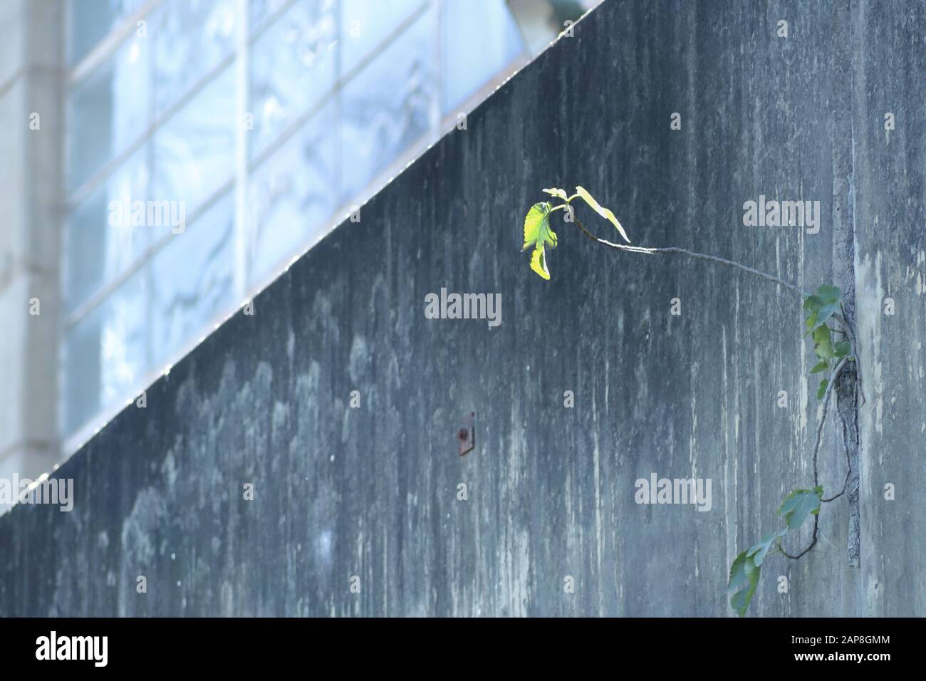 Anlage wächst aus Riss in Betonwand Stockfoto