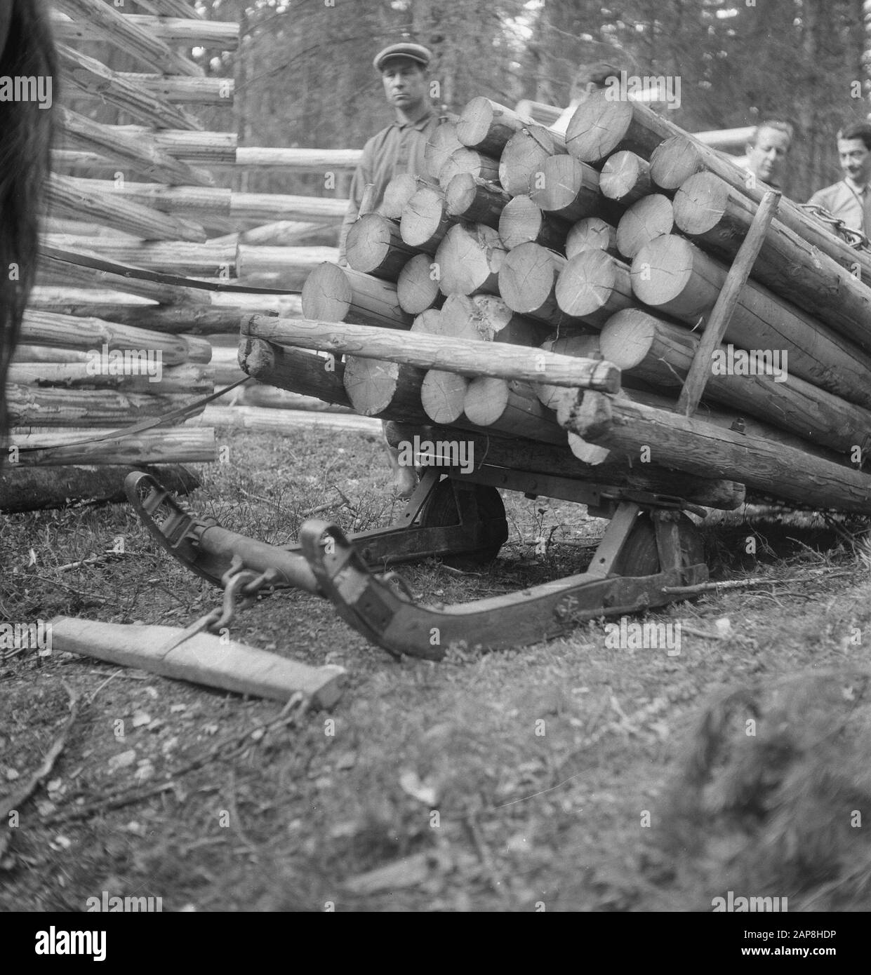 Forstwirtschaft, Holztransport, Pferde Datum: Undatierte Stichwörter: Holzbearbeitung, Holztransport, Pferde Stockfoto