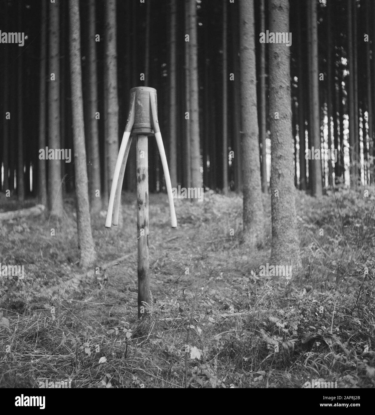 Forstwirtschaft, Werkzeuge, Pole, Praktika Datum: Undatierte Schlüsselwörter: Holzbearbeitung, Werkzeuge, Pole, Praktika Stockfoto