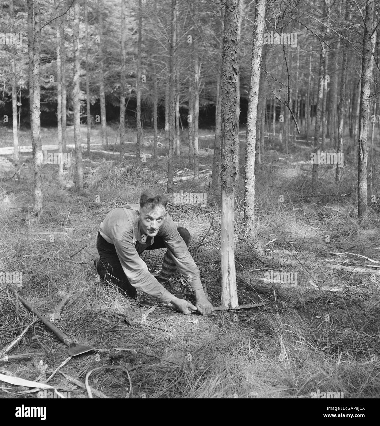 Waldarbeiter, die einen Kiefernbaum mit einer Handsäge schneiden Datum: Undatierter Ort: Deutschland Schlagwörter: Arbeiter, Holzarbeiten, Werkzeuge, Arbeit Stockfoto