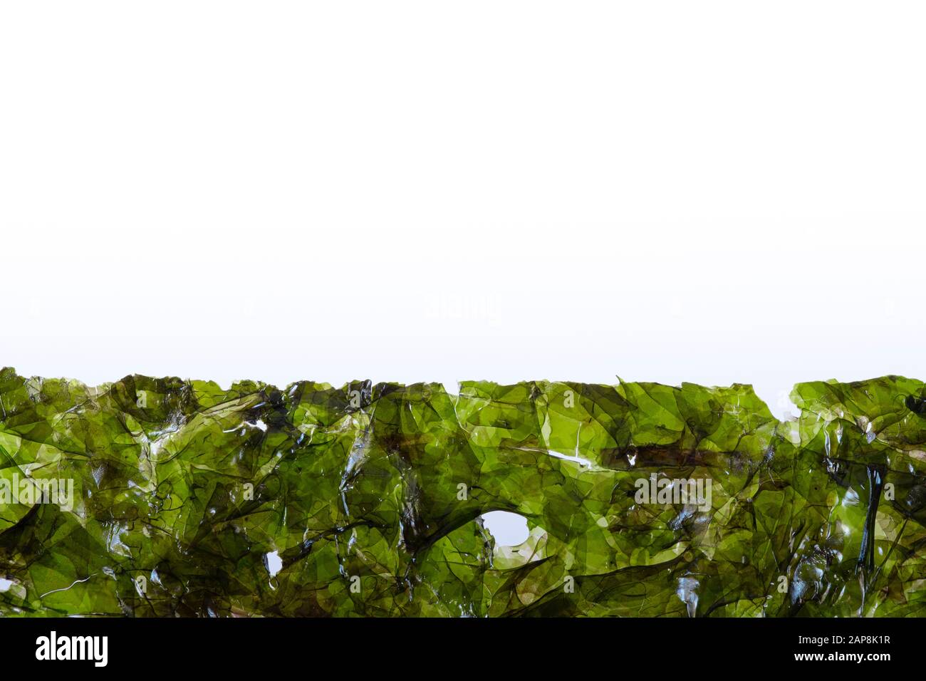 Makrobild des Randes ein getrocknetes Seetangblatt auf weißem Hintergrund Stockfoto
