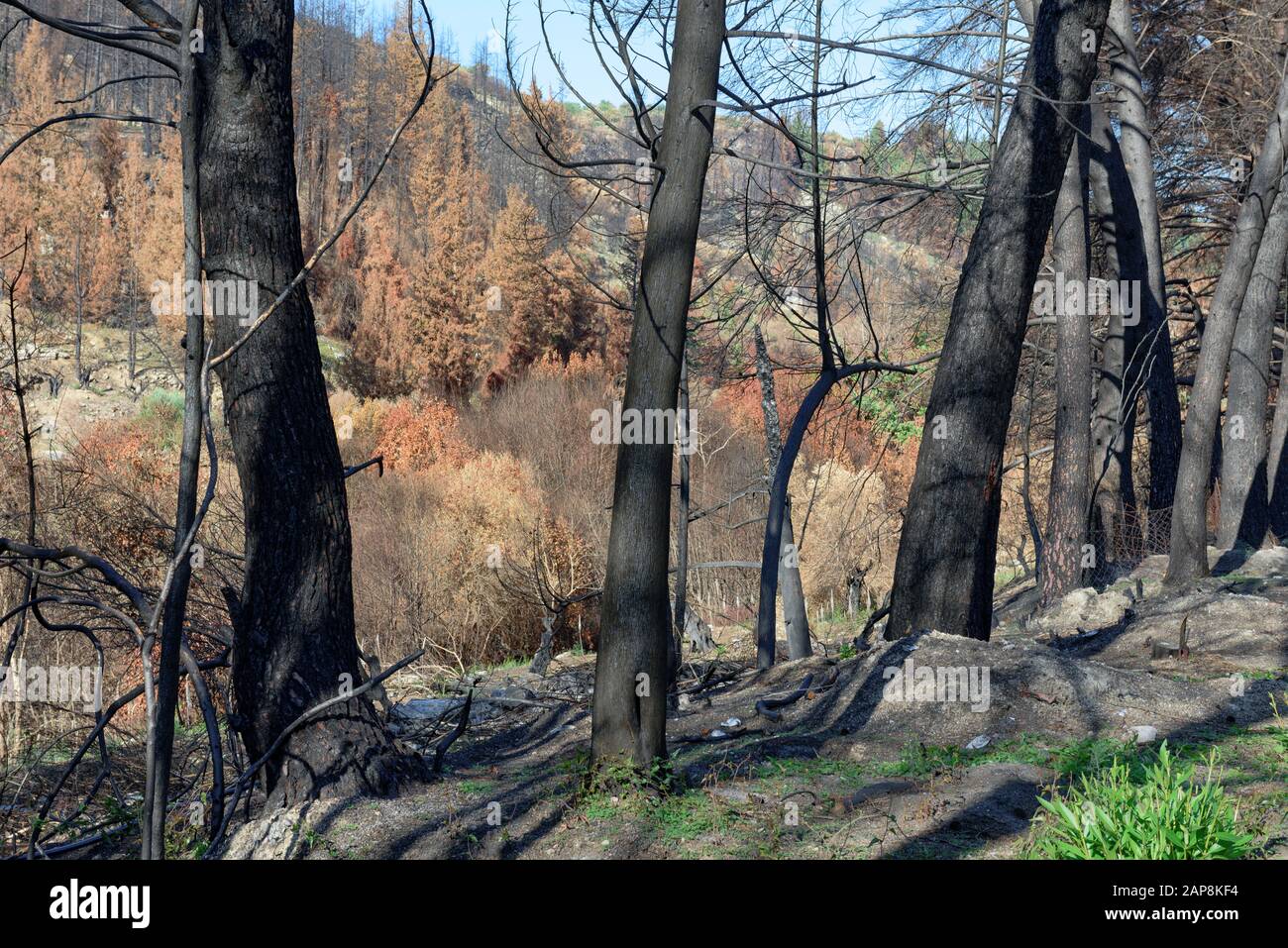 Verbrannte Bäume. Folgen von Waldbränden. Naturkatastrophen. Stockfoto