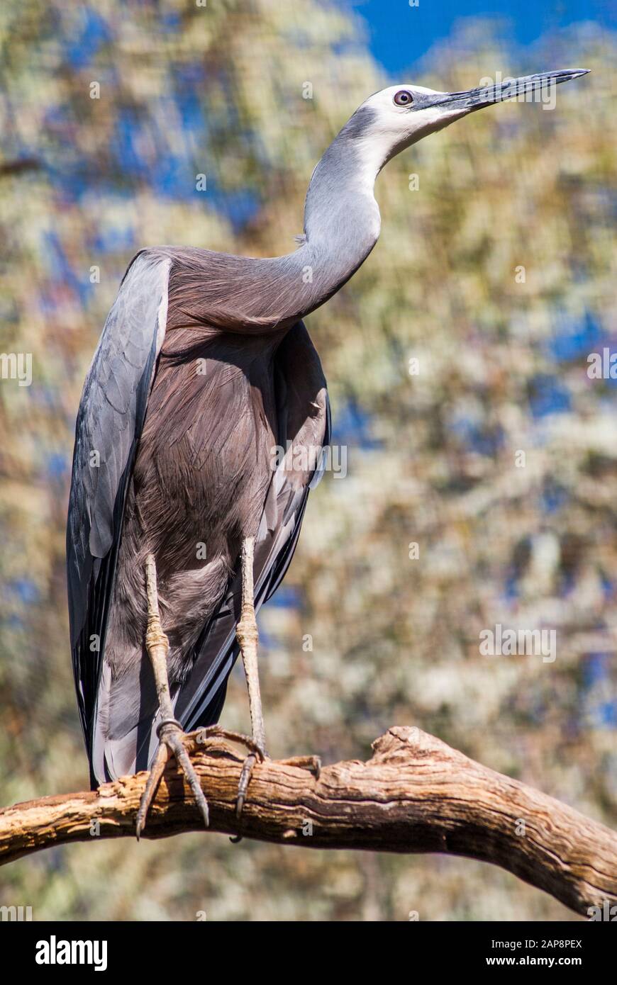 Whitefaced Heron, Egretta novaehollandiae, Alice Springs, Zentralaustralien Stockfoto