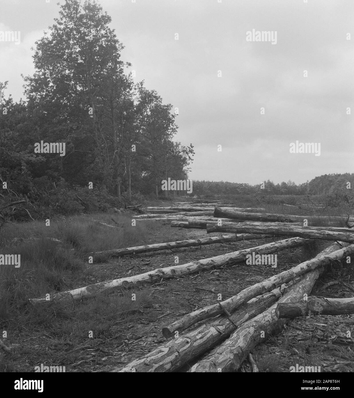 Forstwirtschaft, Baumstämme, Land Datum: Undatierte Stichwörter: Baumstämme, Forstwirtschaft, Land Stockfoto