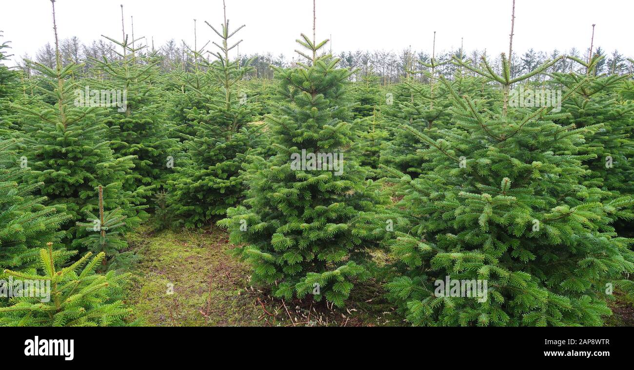 Plantagen von grünen weihnachtsbäumen in dänemark Stockfoto