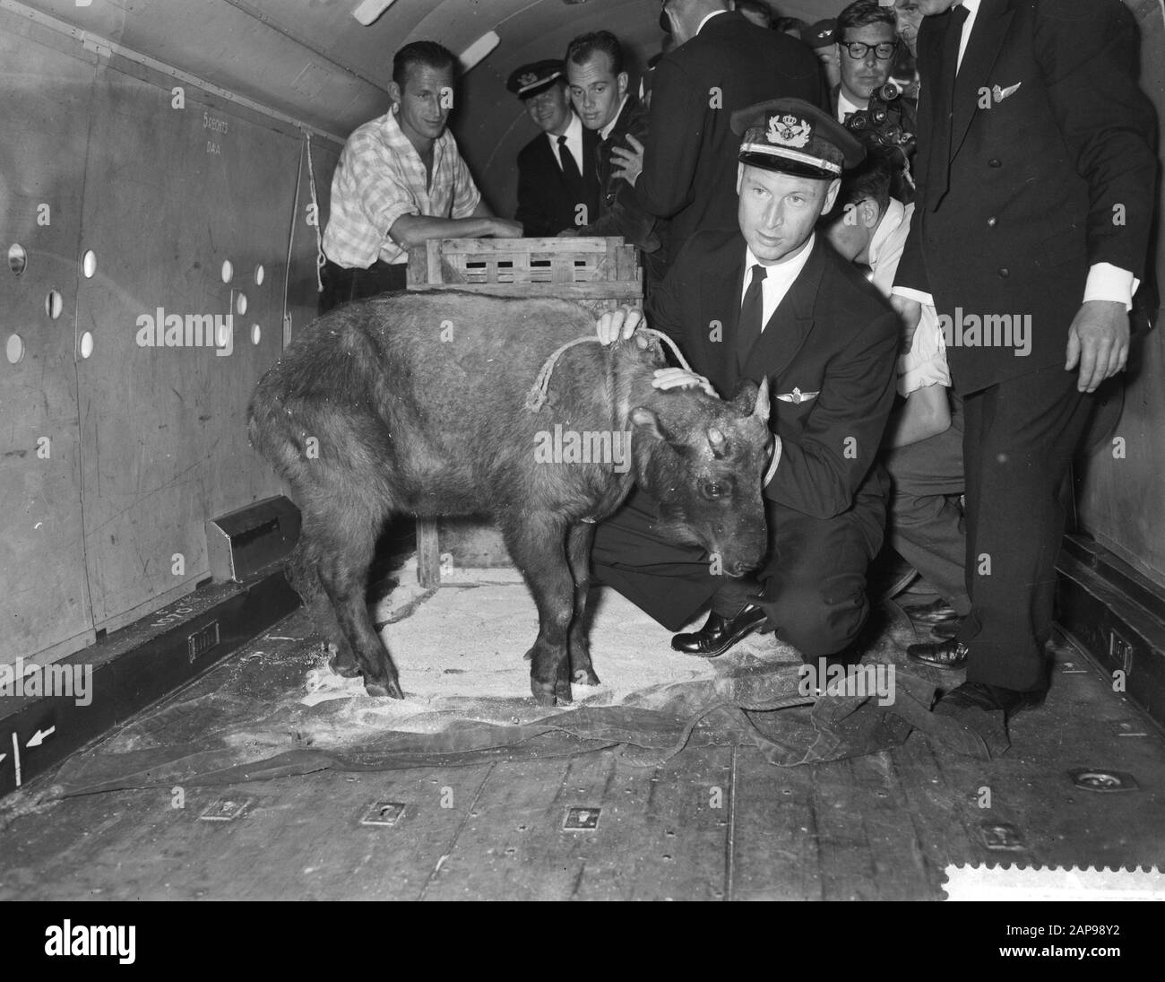 Ankunft eines Fakins in Schiphol Datum: 27. Juli 1959 Stockfoto