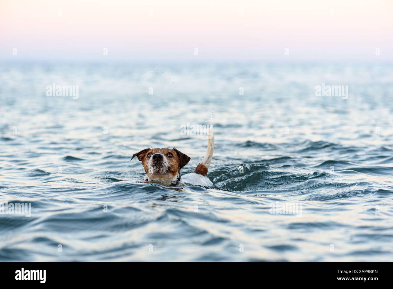 Lustiger Hund, der im Meerschwimmen spielt und ins Wasser taucht Stockfoto