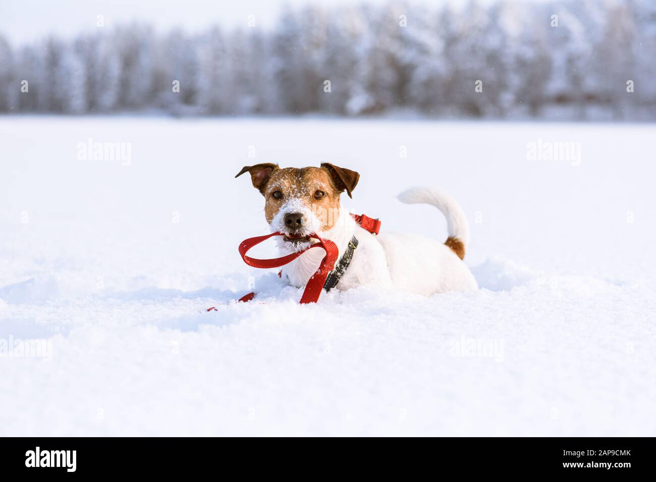 Winterspaß und Outdoor-Verfolgung mit Haustierkonzept - Hund hält im Mund seine eigene Leine, die auf Schnee liegt Stockfoto
