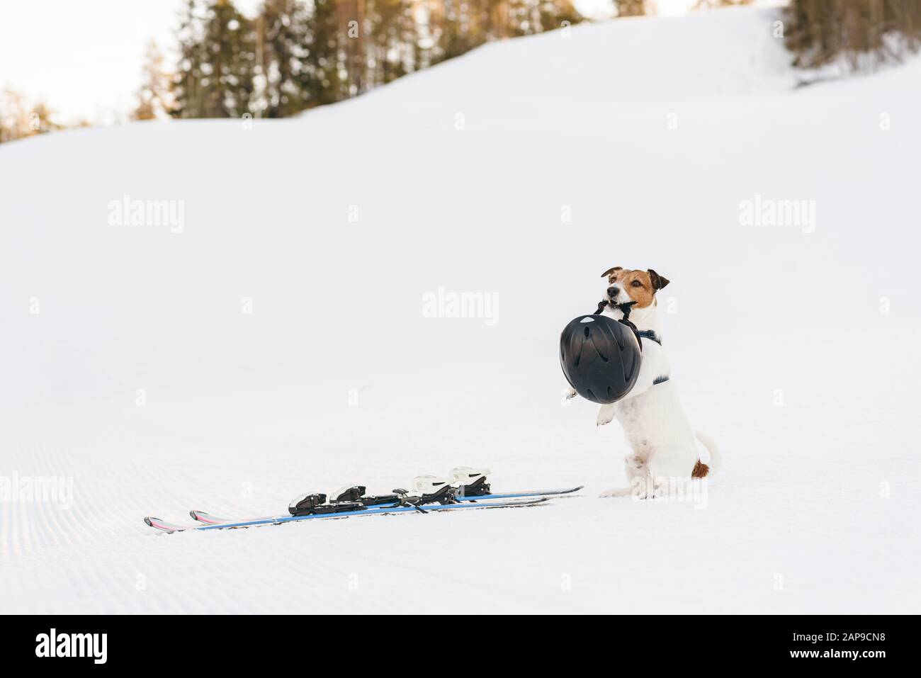 Sicherheitsvorkehrungen im Sportkonzept mit Hund, der den Skihelm im Mund hält Stockfoto
