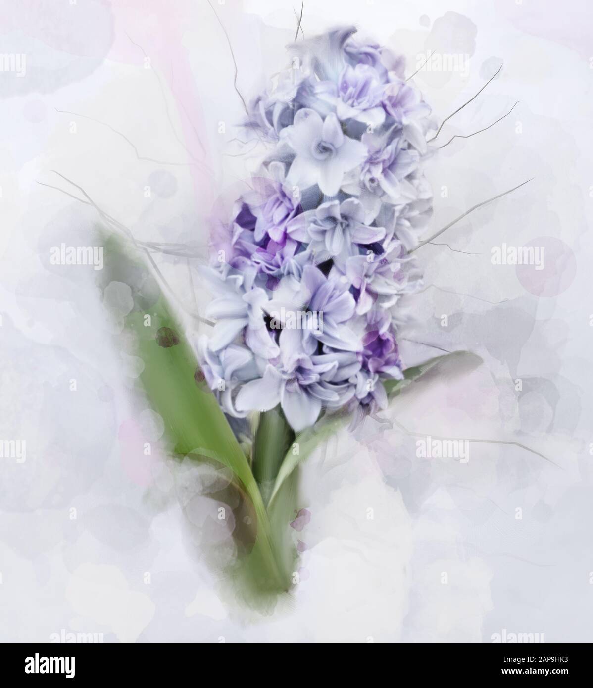 Frühjahr- und Sommer-Blumen-Kollektion - Digitales Aquarell in Hyazinthe Stockfoto