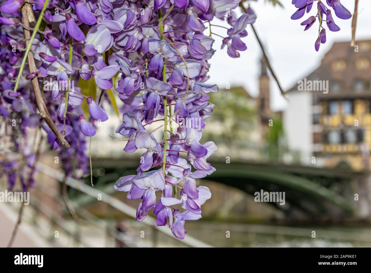 Schöne lila Blumen in Straßburg, Frankreich Stockfoto